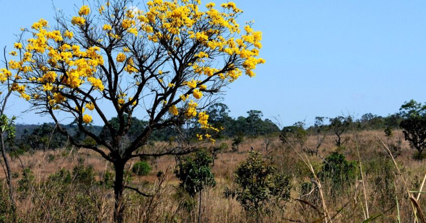 Instituto Cerrados pretende criar Liga das Savanas em âmbito mundial