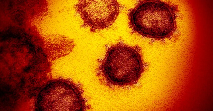 Identificadas dos nuevas cepas del coronavirus en Brasil