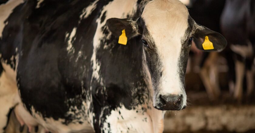 Brasil confirma que caso de vacas locas es atípico