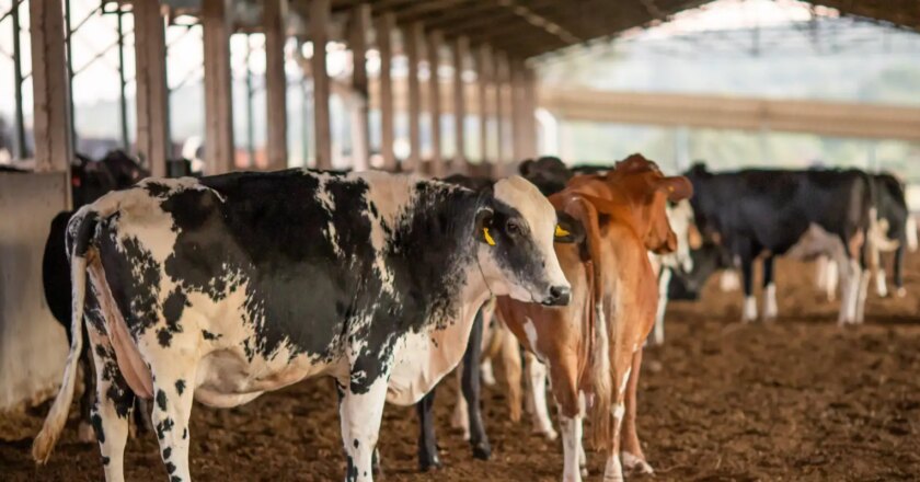 Vendas de carne bovina à China são suspensas após caso de vaca louca