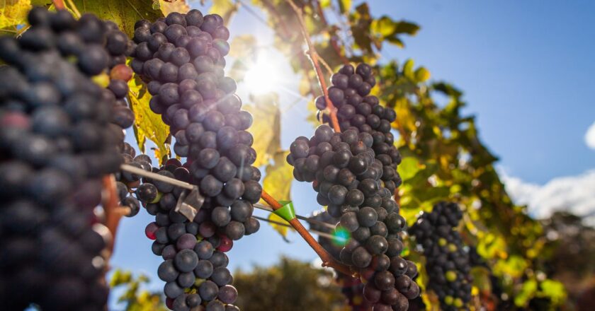 Bodegas brasileñas acusadas de trabajo análogo a la esclavitud