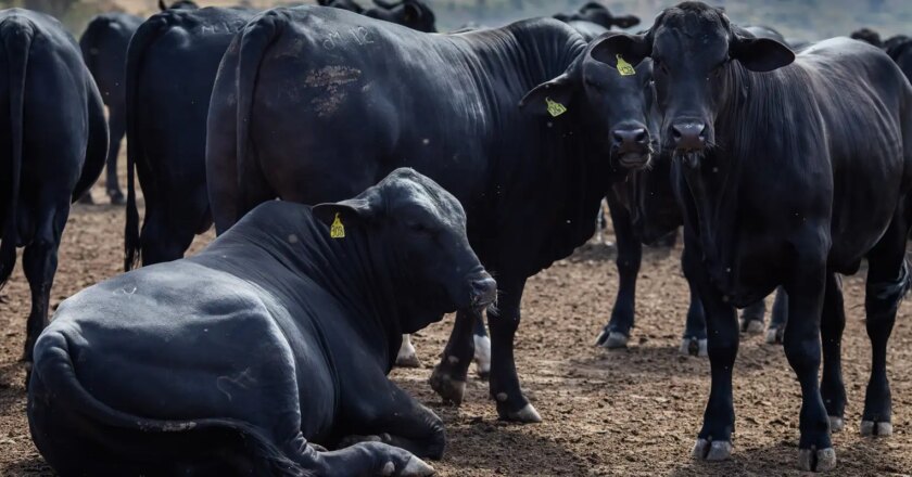 Cuatro países más levantan el embargo a la carne brasileña