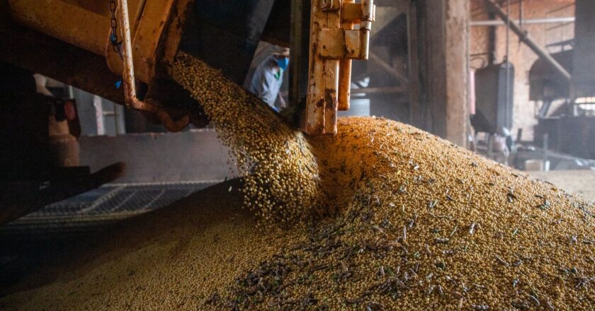 IBGE estima safra recorde de 296,2 milhões de toneladas neste ano