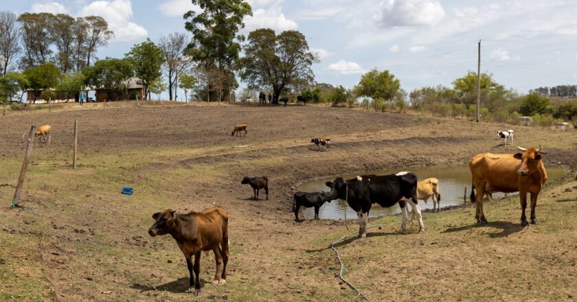 Governo vai liberar recursos para reduzir efeitos da estiagem no RS