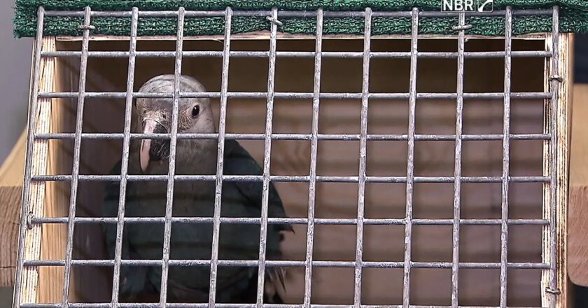 Três de 20 ararinhas-azuis soltas na Bahia foram mortas por predadores