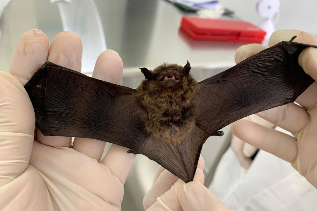 Secretaria de Saúde alerta sobre o aumento no número de morcegos na cidade