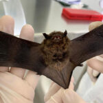 Secretaria de Saúde alerta sobre o aumento no número de morcegos na cidade