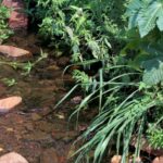 Secretaria do Ambiente recupera 18 nascentes em diferentes áreas de Londrina