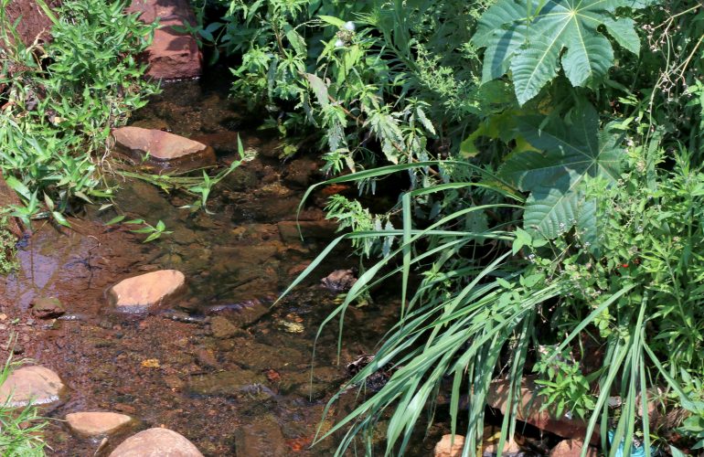 Secretaria do Ambiente recupera 18 nascentes em diferentes áreas de Londrina