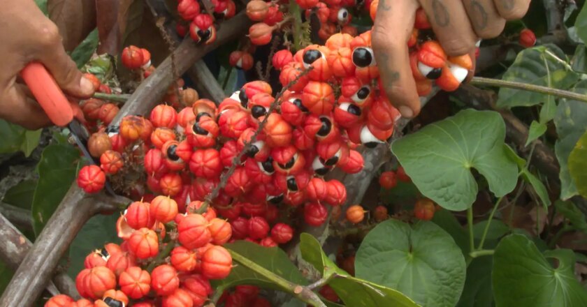 Produção de guaraná de Maués alia tradição e qualidade na Amazônia