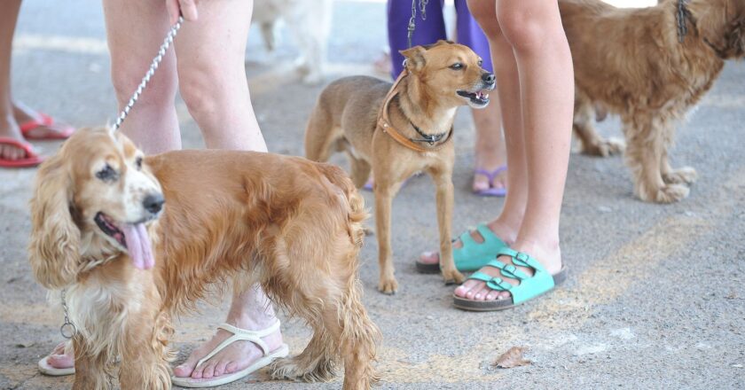 Brasil prohíbe el uso de animales en investigaciones de cosméticos