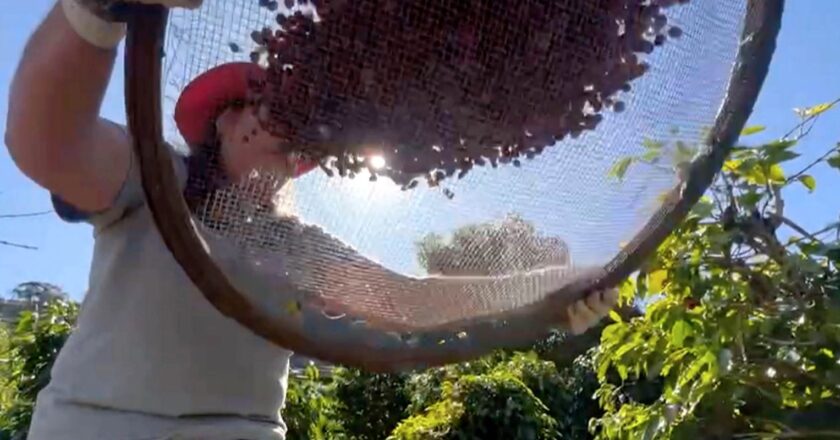 Brasil optimista sobre su producción de café este año