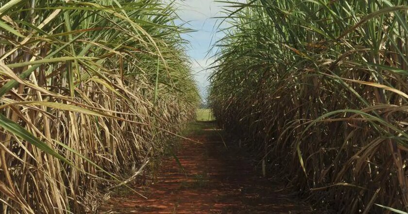 Safra de cana-de-açúcar deve ser de 598 milhões de toneladas