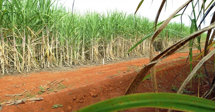 Seminário trata de trabalho decente na produção de cana no RJ