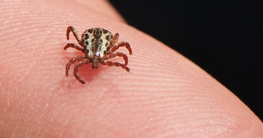 SP confirma três mortes por febre maculosa em Campinas