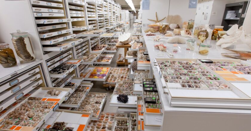 Museu Nacional integra estudo sobre 73 coleções de história natural