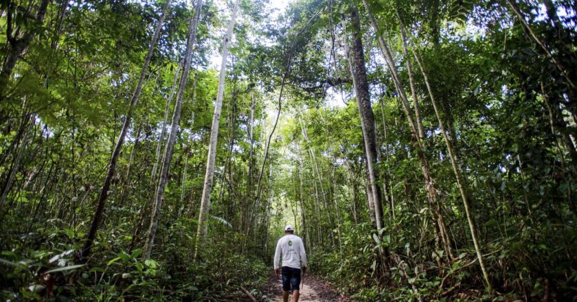 Cadeias produtivas da bioeconomia carecem de assistência técnica