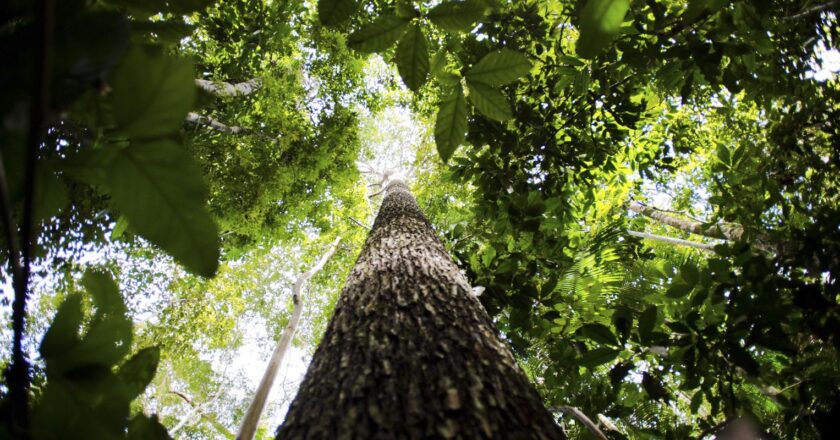 Alertas de desmatamento na Amazônia caem 68% em abril