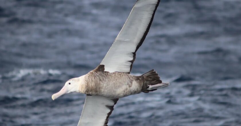 Ministérios articulam cooperação para combate à gripe aviária