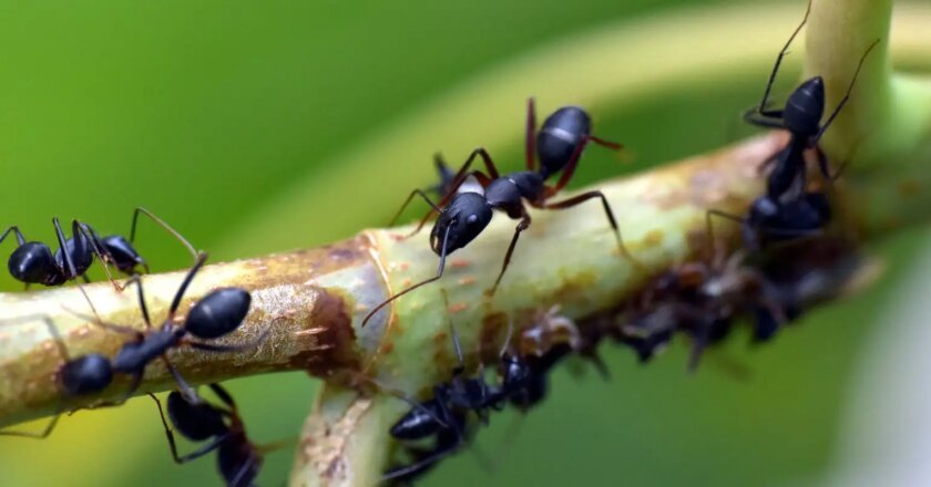 Estudo com formigas revela efeitos do pasto na diversidade amazônica