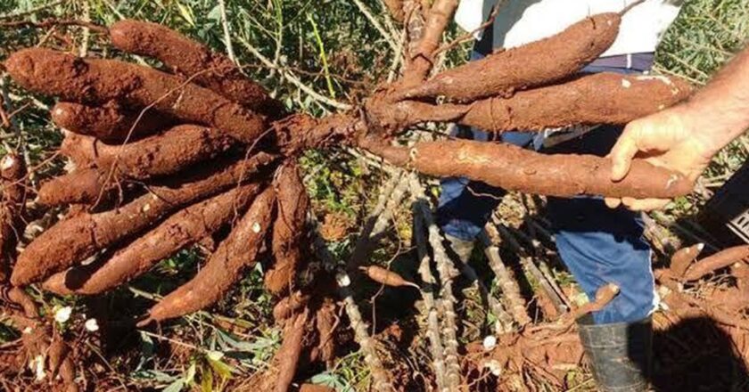 Escolas usam rede social e produtos locais para alimentação saudável