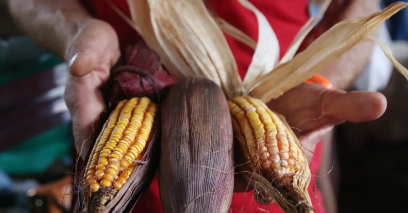 Produção sustentável de alimentos depende da reforma agrária, diz MST