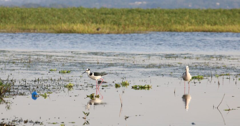 El Gobierno asigna R$ 200 millones para combatir la gripe aviar