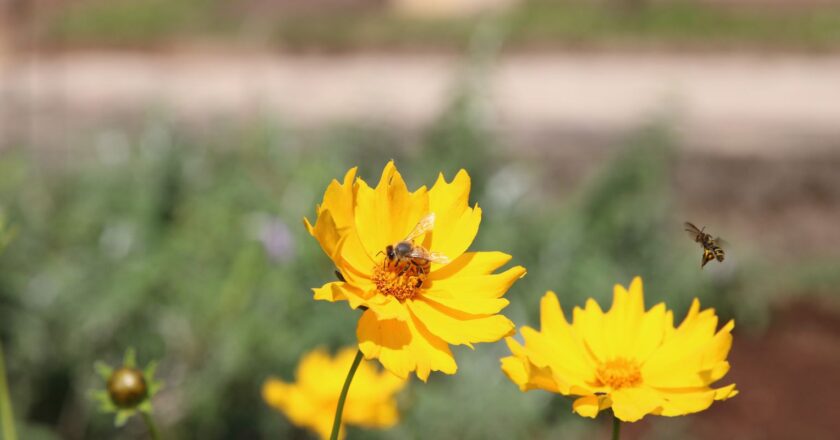 Study reveals crucial role of green urban areas in promoting health