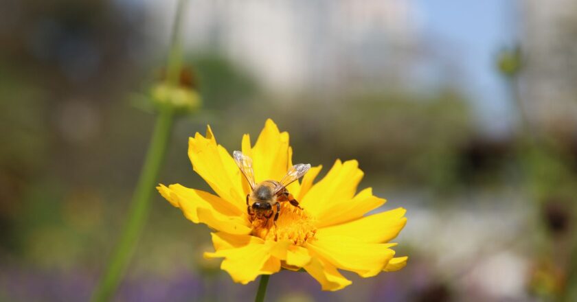 Pesquisa mostra importância de áreas verdes urbanas para a saúde