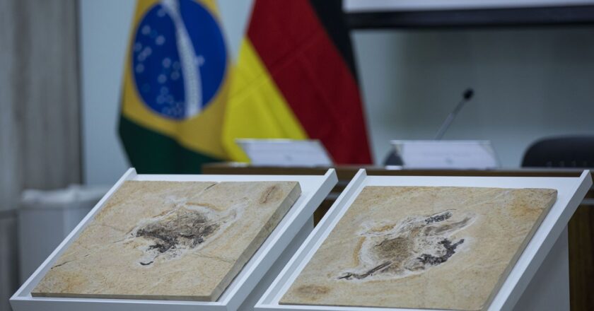 Alemanha devolve fóssil Ubirajara jubatus ao Cariri cearense