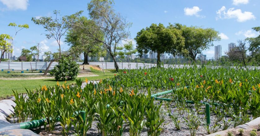 Jardins filtrantes despoluem águas de riacho que desagua no Capibaribe
