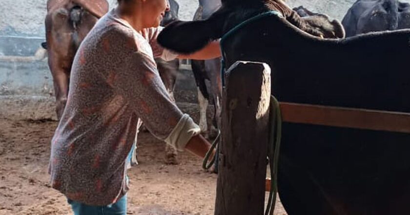 Agricultura familiar ajuda a aumentar produção leiteira no Nordeste