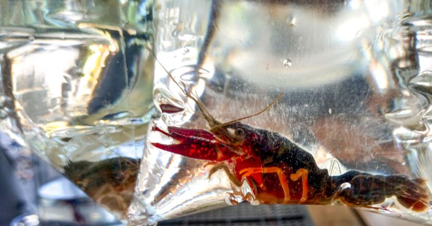 Brasil tem mais de 270 animais exóticos que ameaçam biodiversidade