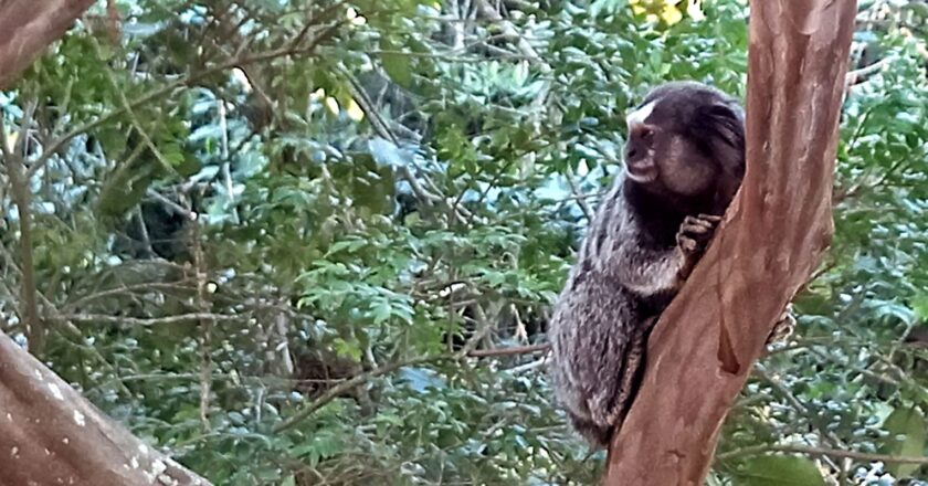 Governo prepara plano para resposta rápida a espécies invasoras