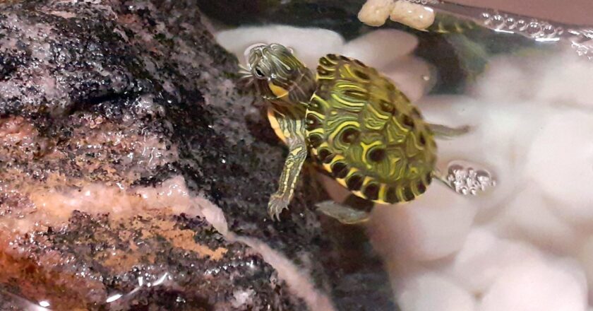 Mais de 100 animais brasileiros são considerados invasores no país