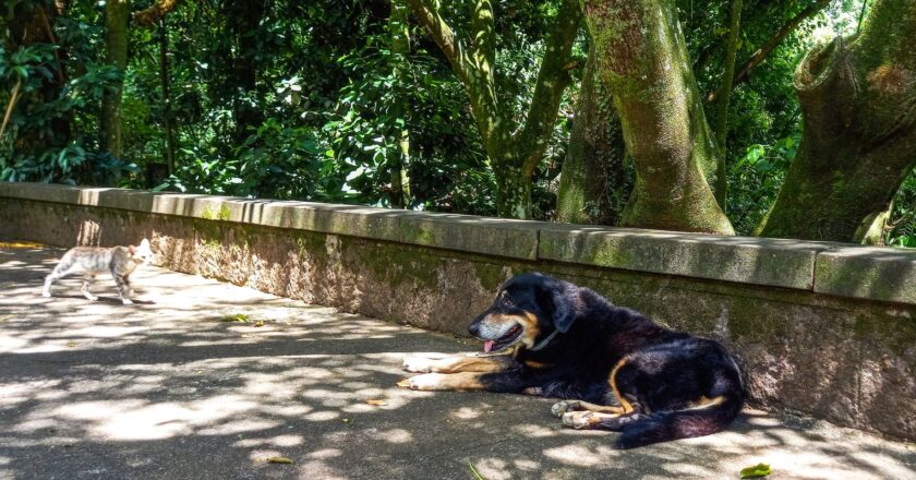 Cães e gatos também são considerados espécies invasoras no Brasil