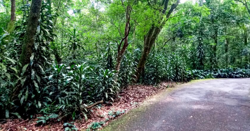 Mais de 200 plantas invasoras ameaçam vegetação nativa do país