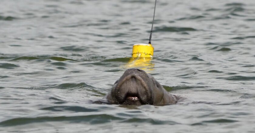 Projeto comemora nascimento de peixe-boi-marinho na Paraíba