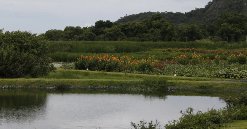 Novo parque em Niterói busca melhorar água e vegetação de lagoa