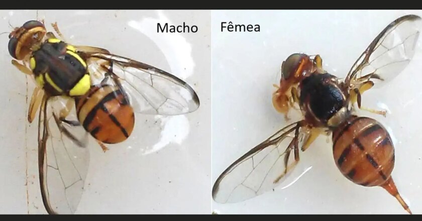 Ministério declara Roraima área de quarentena para mosca da carambola