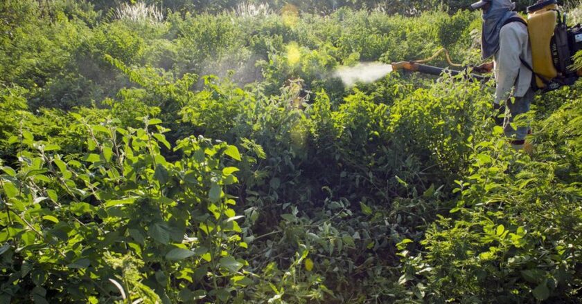 PL dos Agrotóxicos divide equipe de transição, e votação é adiada