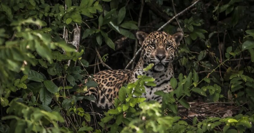 Ativistas cobram justiça por onças mortas e expostas na Internet