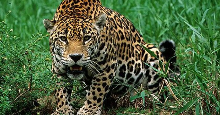 Estrategias ayudan a reducir conflictos entre hacendados y jaguares