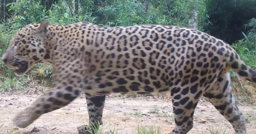 Onças-pintadas com filhotes são encontradas na Serra do Mar paranaense