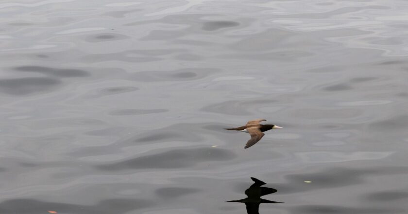 Gripe aviária: produtor deve reforçar segurança, recomenda associação