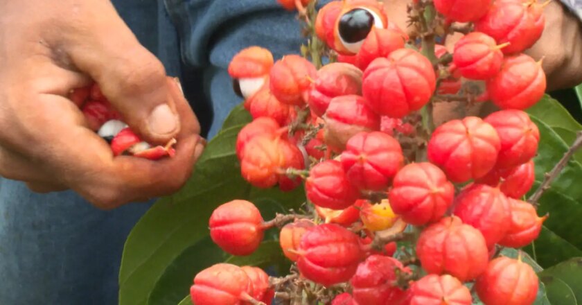 Guaraná: os Olhos da Floresta é tema do Caminhos da Reportagem de hoje