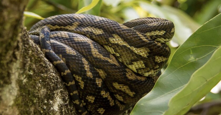 Faltam biólogos em instituições de resgate animal, diz especialista