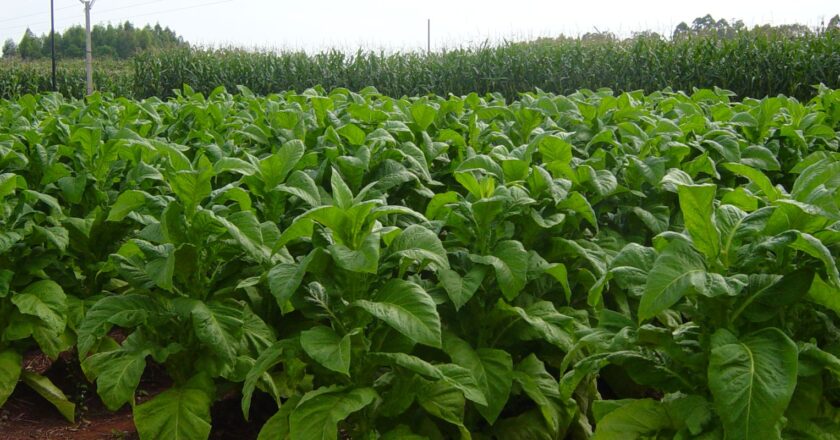 OMS denuncia que países cultivam tabaco onde as pessoas morrem de fome