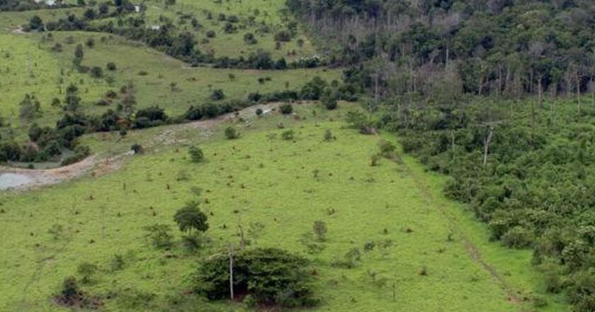 BB aceitará crédito de carbono em leilão de imóveis rurais