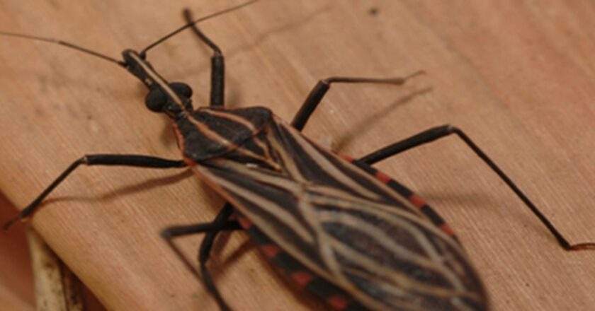 Variante genética protege indígena da Amazônia contra doença de Chagas